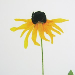 Black Eyed Susan Print; pressed plant botanical art herbarium specimen yellow flower art scientific art dried flower colorado wildflower image 3