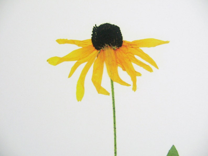 Black Eyed Susan Print; pressed plant botanical art herbarium specimen yellow flower art scientific art dried flower colorado wildflower image 3