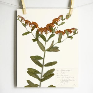 以下が含まれることがあります： オレンジの花と緑の葉を持つ植物の押し花標本。植物には「Asclepias tuberosa L.（バタフライウィード）」というラベルが貼られており、植物の場所と収集日に関する手書きのメモが書かれています。