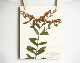 Impression de mauvaises herbes papillon; art floral d’asclépiade orange reproduction de spécimens botaniques pressés sur des notes scientifiques de papier cartonné d’archives durables