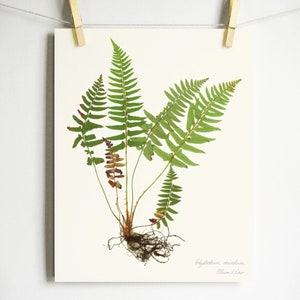 Fern Print pressed botanical pressed plant pressed fern botanical print herbarium specimen art scientific art dried plant with roots art image 6