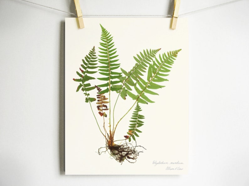 Fern Print pressed botanical pressed plant pressed fern botanical print herbarium specimen art scientific art dried plant with roots art image 6