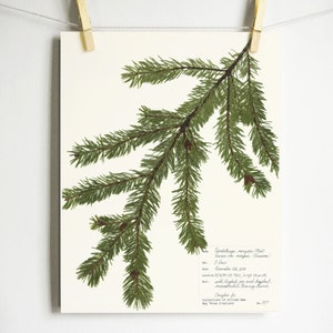 May include: A pressed green spruce branch with brown cones. The branch is mounted on a white background with handwritten text describing the plant and its collection date.