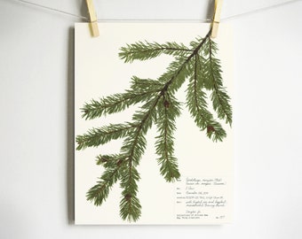 Douglas Fir Branch Botanical Print, Print of Original Herbarium Specimen Pressed Plant Artwork, Christmas / Winter Decor