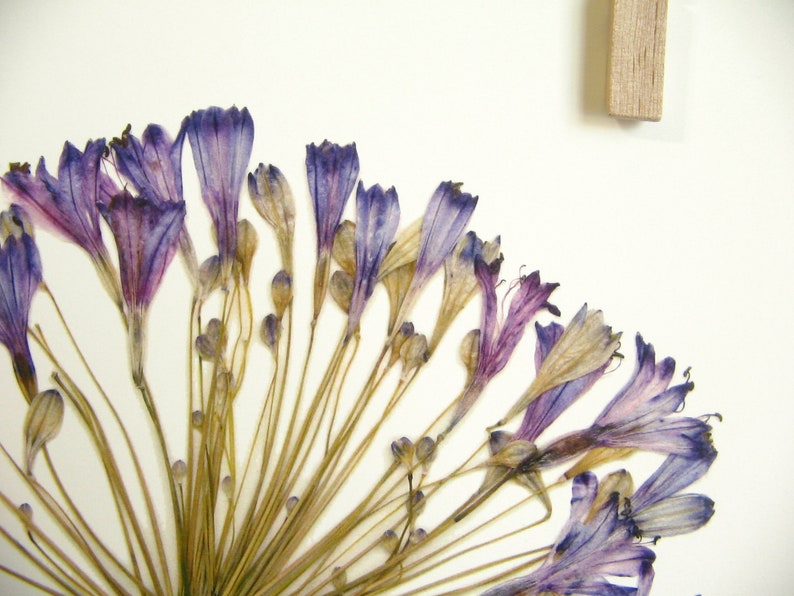 May include: A collection of dried purple and white flowers arranged in a fan shape on a white background.