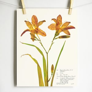 Orange Day Lily Botanical Print, Print of Original Herbarium Specimen Pressed Botanical Artwork, 8x10 or 11x14 burnt orange flower print