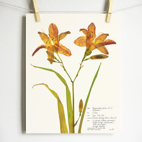 Orange Day Lily Botanical Print, Print of Original Herbarium Specimen Pressed Botanical Artwork, 8x10 or 11x14 burnt orange flower print