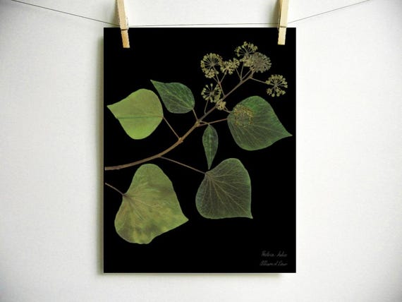 Englischer Efeu Botanischer Druck; Druck des Originals, Herbarium Specimen  gepresste botanische Kunstwerk, 11x14 8x10 Druck der gepressten  Pflanzenkunst - Etsy Schweiz