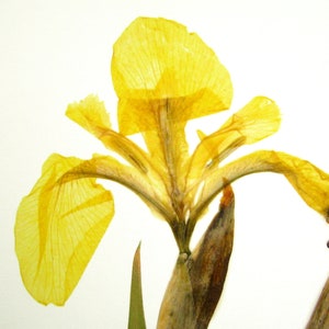 Yellow Iris Print; pressed botanical art yellow flower print vibrant color garden flower herbarium art dark floral wall décor dark botanical image 5
