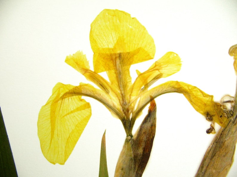Yellow Iris Print; pressed botanical art yellow flower print vibrant color garden flower herbarium art dark floral wall décor dark botanical image 5