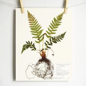 May include: A pressed fern with its roots showing, mounted on a white background. The fern is green and brown. The background has handwritten text about the fern.