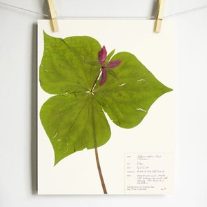 May include: A pressed Trillium flower with a single, three-lobed leaf and a pink flower. The flower is mounted on a white background with a handwritten label that includes the scientific name "Trillium sessile" and other details about the plant.