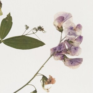 May include: Dried purple and pink sweet pea flowers with green stems and leaves on a white background.