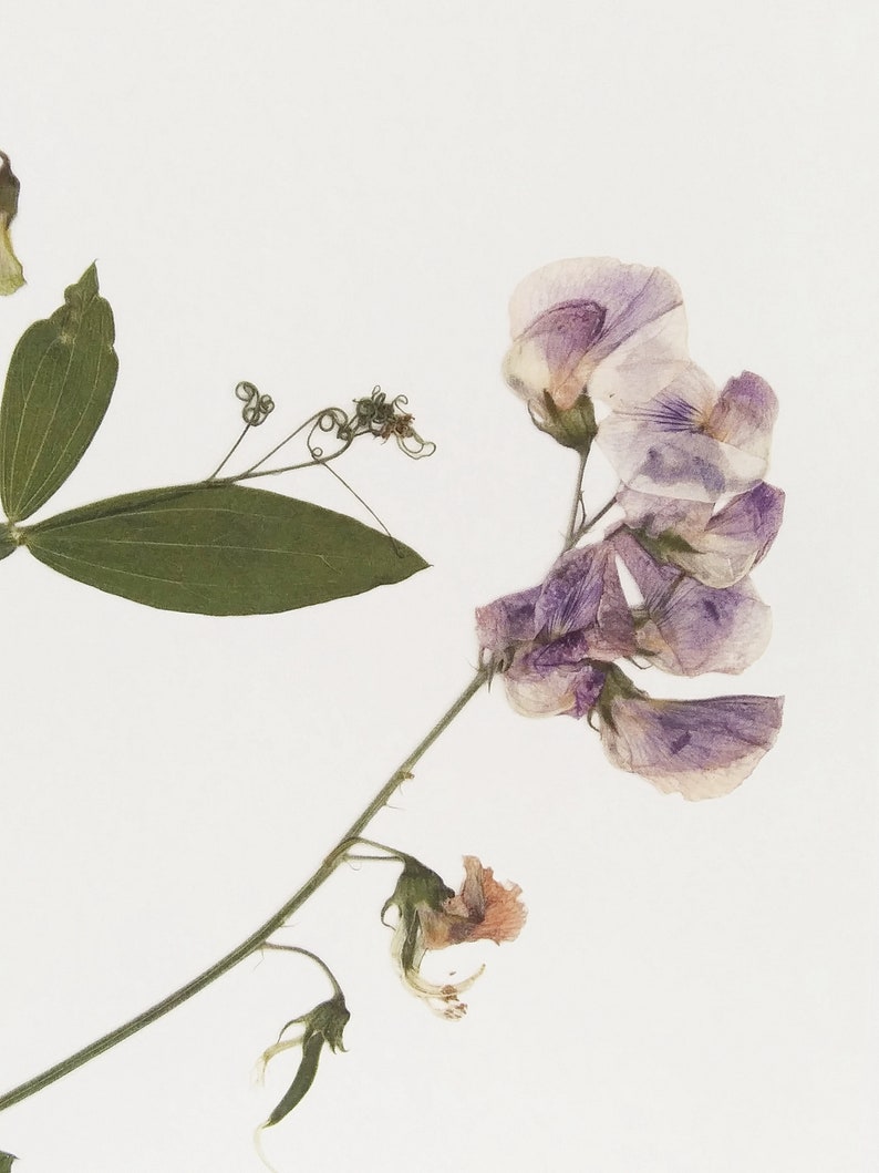 May include: Dried purple and pink sweet pea flowers with green stems and leaves on a white background.