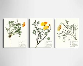 California Poppy Print Set of 3; botanical prints pressed flower art California wildflower art orange flower print herbarium archival paper