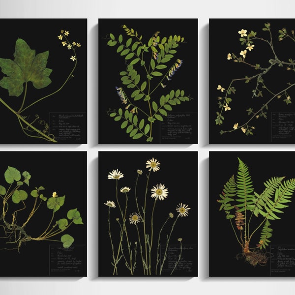 Black Background Botanical Print Set of 6; dark botanicals with neutral colors from pressed plant herbarium specimen art moody decor