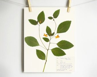 As Seen in Country Living Magazine! Jewelweed Print; touch-me-not pressed leaves orange wildflowers art herbarium specimen oregon art