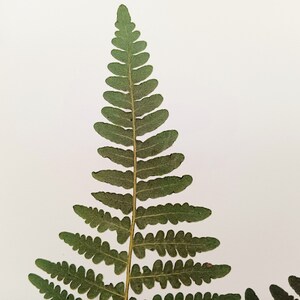 May include: A pressed fern frond featuring a central stem with symmetrical, elongated green leaflets arranged in a tapering, triangular pattern. The texture of the foliage appears dried and matte, showcasing natural variations in the green color.