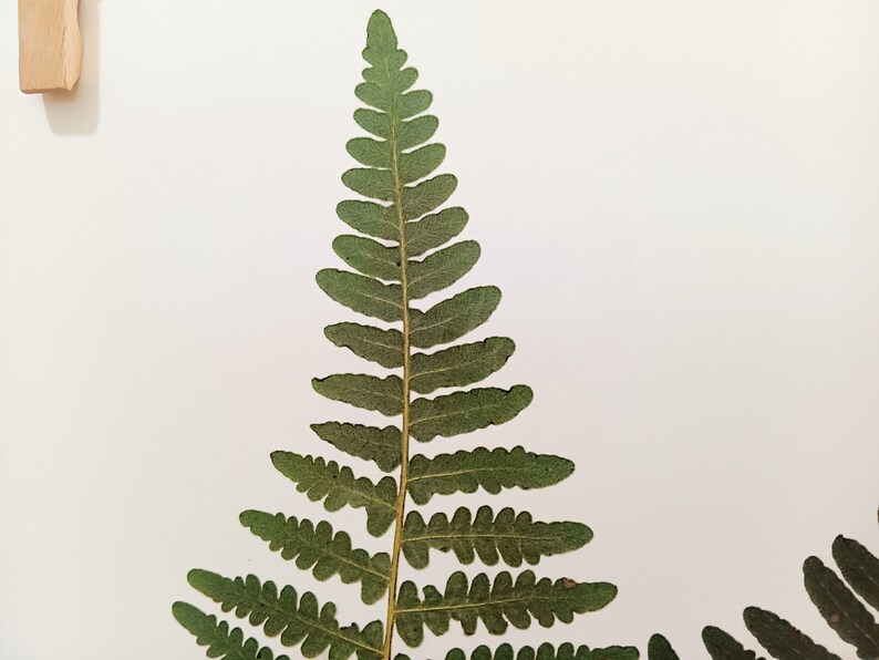 May include: A pressed fern frond featuring a central stem with symmetrical, elongated green leaflets arranged in a tapering, triangular pattern. The texture of the foliage appears dried and matte, showcasing natural variations in the green color.