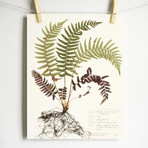 May include: A pressed fern with brown and green leaves and a root system. The fern is mounted on a white background with a handwritten label that reads "Dryopteris spinulosa (Soft Fern)  July 1928  Location:  Where ferns grow in moist and shady places on the wood and in the open woods.  Herbarium of Allison Lee  New York City"