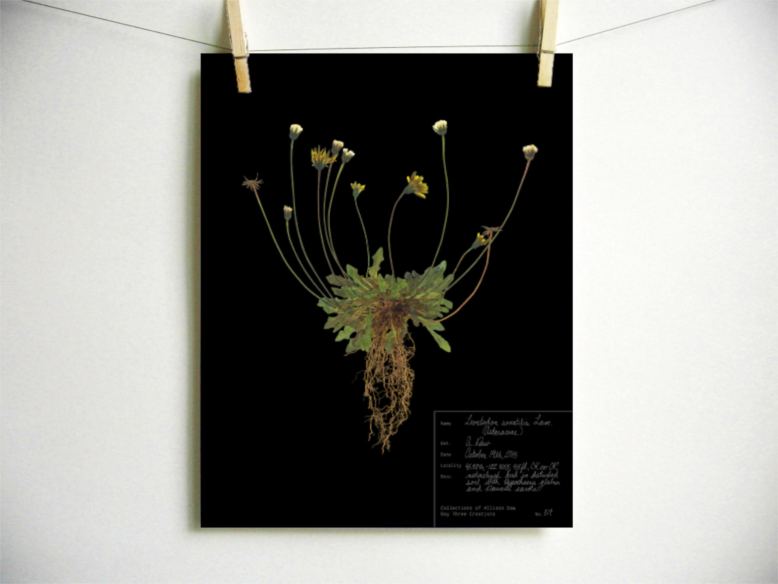 ホークビットプリント; 植物標本アート 科学アート 一般的な雑草アート