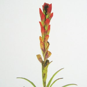 May include: A single red and orange flower with green leaves against a white background.