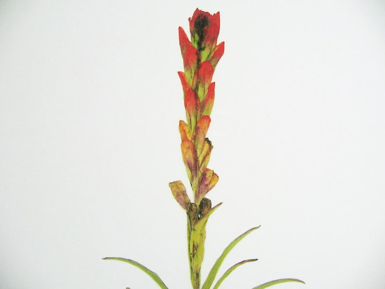 May include: A single red and orange flower with green leaves against a white background.