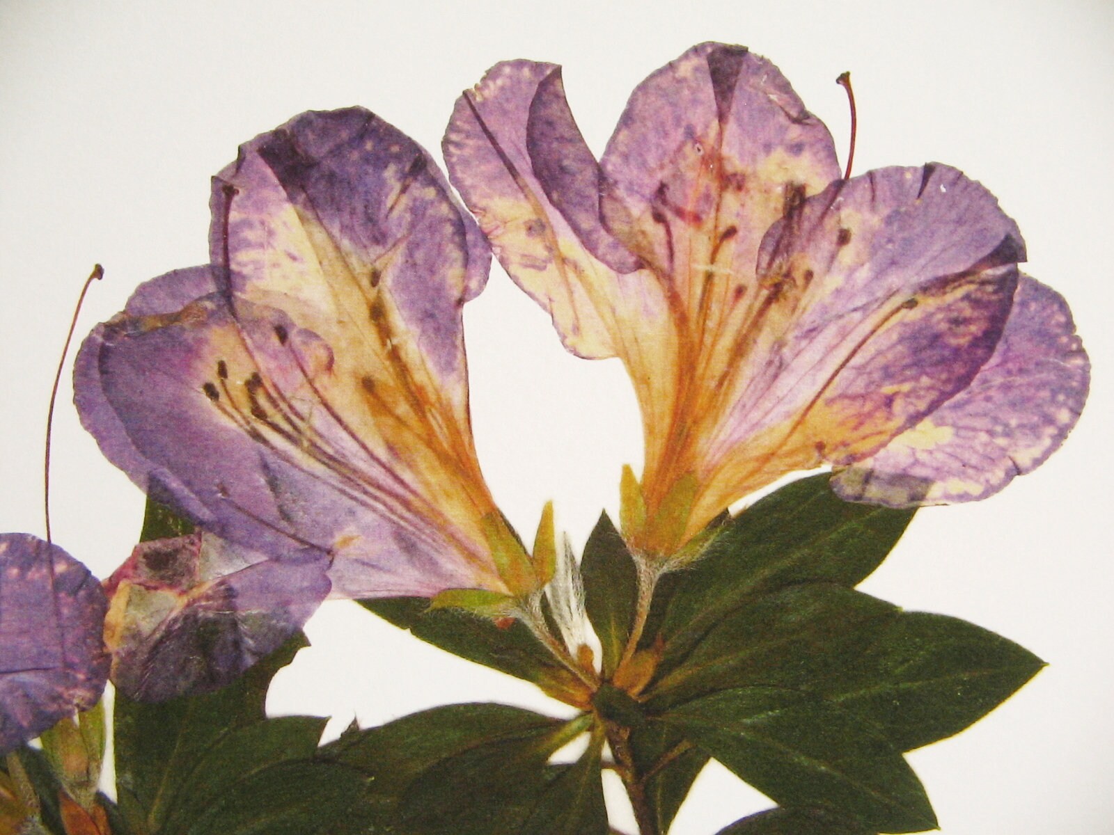 Azalea Print; Purple Flower Art Pressed Plant Art Pressed Flower Print ...