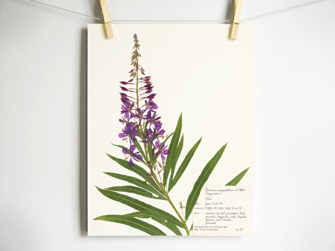 Fireweed Print; Purple Wildflower Print Pressed Plant Art Purple Flower ...