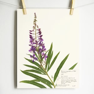 May include: A pressed botanical print of a fireweed plant, featuring vibrant purple flowers and long green leaves. The print is mounted on a cream-colored paper and held by wooden clothespins. Text is visible on the lower right.