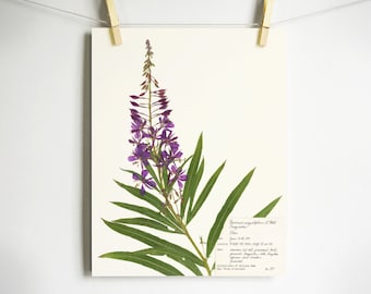 Fireweed Print; purple wildflower print pressed plant art purple flower print of original botanical print pressed flower art oregon art