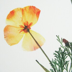 May include: A pressed California poppy flower with delicate yellow and orange petals, a dark center, and a thin green stem. The flower is accompanied by fine, feathery green foliage and a small, unopened bud, all set against a plain white background.
