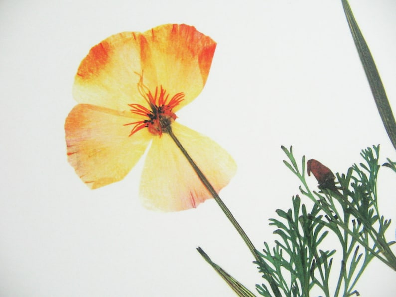 May include: A pressed California poppy flower with delicate yellow and orange petals, a dark center, and a thin green stem. The flower is accompanied by fine, feathery green foliage and a small, unopened bud, all set against a plain white background.