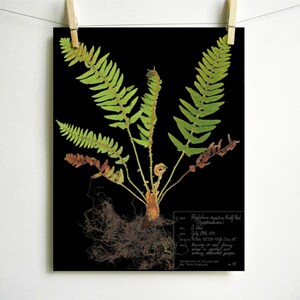 May include: A botanical print on a black background featuring a green fern with exposed brown roots. The plant includes vibrant green fronds and some withered brown leaves. A white rectangular label with handwritten text is in the bottom right corner.