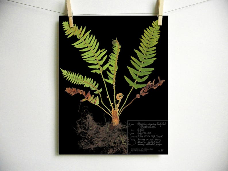 May include: A botanical print on a black background featuring a green fern with exposed brown roots. The plant includes vibrant green fronds and some withered brown leaves. A white rectangular label with handwritten text is in the bottom right corner.
