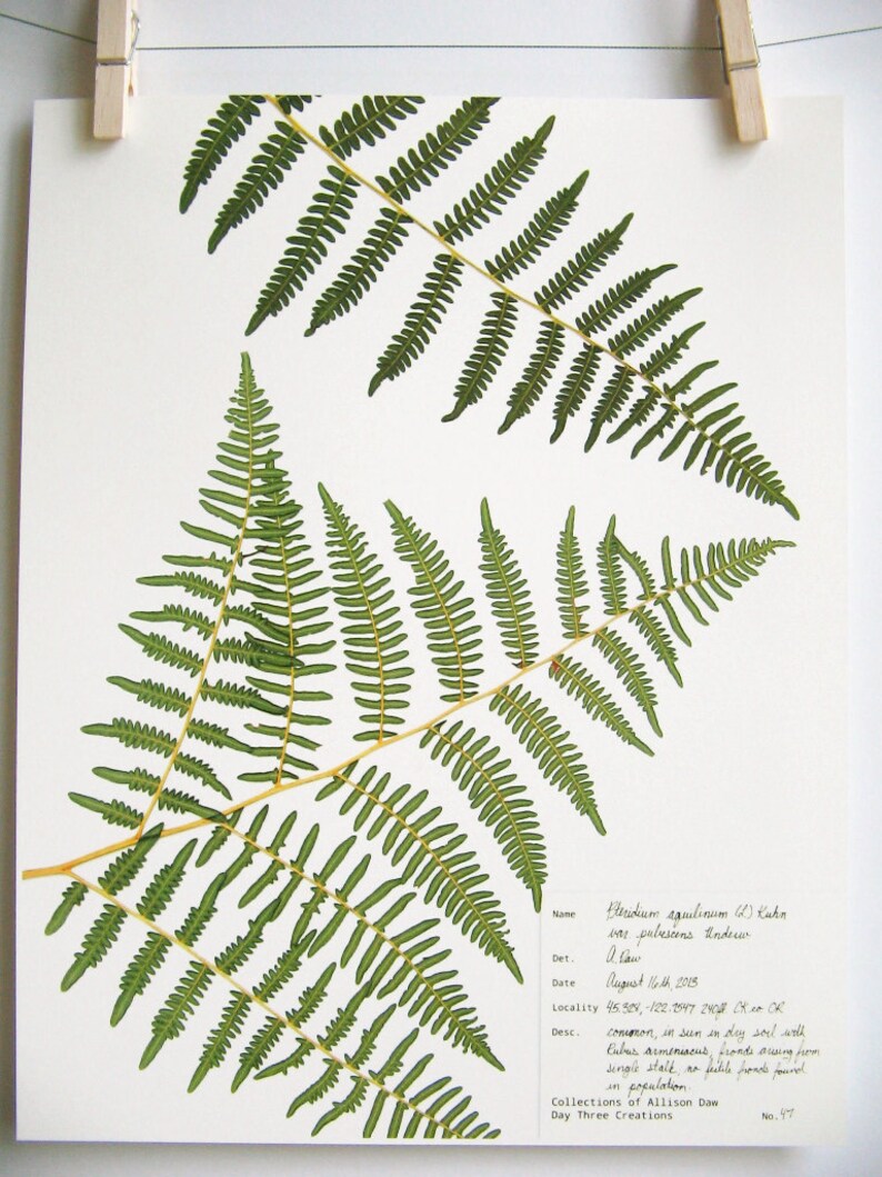 Print of Pressed Fern Herbarium Specimen Art Pressed Etsy