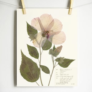 Hibiscus Print; pressed botanical art pink flower art for girl nursery floral wall art dried flower print native wildflower art eco friendly