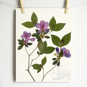 Azalea Print; pressed flower wall art plant print purple flower decor pressed botanical print scientific artwork botany art 11x14 8x10 5x7