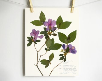 Azalea Print; pressed flower wall art plant print purple flower decor pressed botanical print scientific artwork botany art 11x14 8x10 5x7