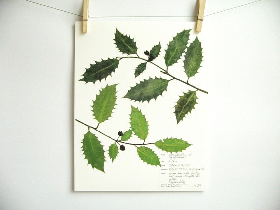 Featured image of post Agrifoglio In Inglese