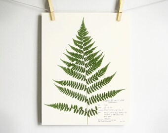 Male Fern Print; nature art pressed fern frond print of dried fern frond botanical leaf décor green wall art oregon forest scientific label