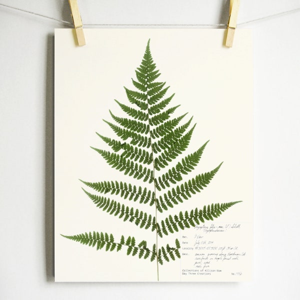 Male Fern Print; nature art pressed fern frond print of dried fern frond botanical leaf décor green wall art oregon forest scientific label