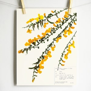 Scotch Broom Print; botanical print herbarium specimen art pressed botanical yellow wildflower art dried flower art scientific wall art