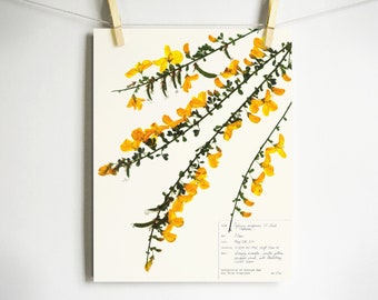 Scotch Broom Print; botanical print herbarium specimen art pressed botanical yellow wildflower art dried flower art scientific wall art