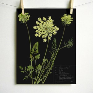 May include: A botanical print on a black background featuring three pale green Queen Anne's lace flowers with long stems and feathery leaves. A white text box in the bottom right corner contains handwritten scientific data and collection details.