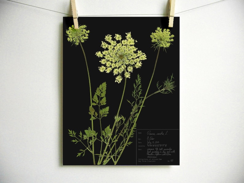 May include: A botanical print on a black background featuring three pale green Queen Anne's lace flowers with long stems and feathery leaves. A white text box in the bottom right corner contains handwritten scientific data and collection details.