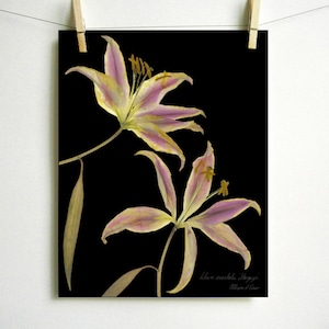 May include: Two delicate, dried lilies with pale pink and yellow petals against a black background. The lilies are arranged in a vertical composition with the stems extending upwards. The image is titled "Lilium spectabile, Allegheny" with the artist's name, "William J. Greer", below.