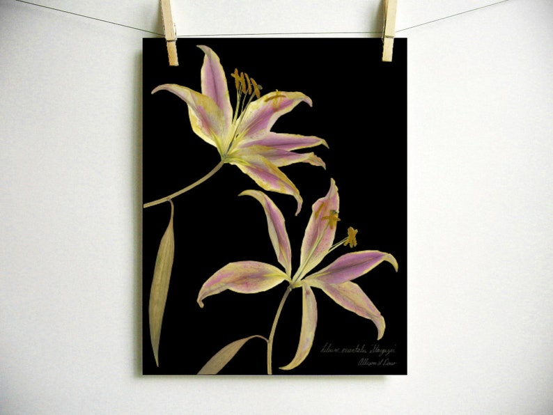 May include: Two delicate, dried lilies with pale pink and yellow petals against a black background. The lilies are arranged in a vertical composition with the stems extending upwards. The image is titled "Lilium spectabile, Allegheny" with the artist's name, "William J. Greer", below.