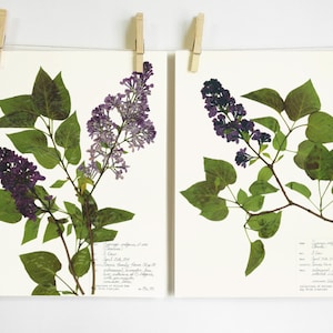 Lilac Print Set; pressed plant art purple flower home décor scientific wall art set of 2 11x14 prints oregon art modern farmhouse botanical