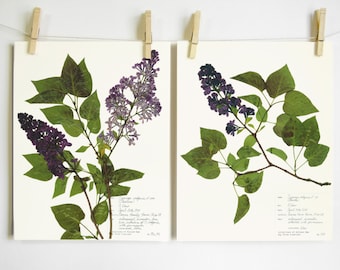 Lilac Print Set; pressed plant art purple flower home décor scientific wall art set of 2 11x14 prints oregon art modern farmhouse botanical